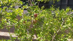 Punica granatum