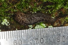 Philomycus flexuolaris