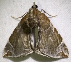 Eulithis molliculata