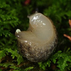Philomycus flexuolaris