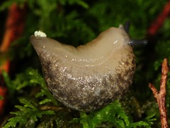 Philomycus flexuolaris