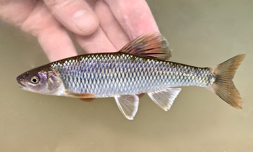 Whitetail Shiner
