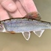 Whitetail Shiner - Photo (c) Kevin Metcalf, some rights reserved (CC BY-NC), uploaded by Kevin Metcalf