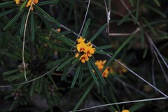 Pultenaea petiolaris