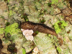 Philomycus flexuolaris