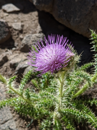 cardo mariano (Silybum marianum) · iNaturalist Mexico