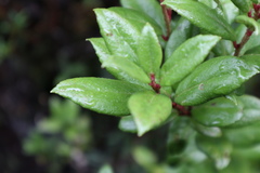 Gaultheria insana
