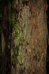 Philomycus flexuolaris