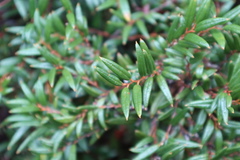 Philesia magellanica