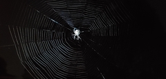 Eriophora ravilla