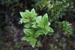 Gaultheria insana