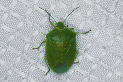 Chinavia marginata