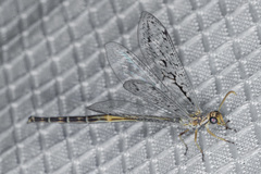 Scotoleon longipalpis