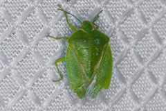 Chinavia marginata