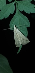 Pharga