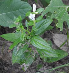 Spigelia texana