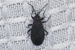 Melacoryphus rubicollis