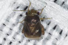 Coridromius chenopoderis