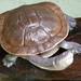 Australasian Snake-necked Turtles - Photo (c) Salix, some rights reserved (CC BY-SA)