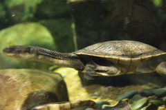 Roti Island Snake-Necked Turtle photo 2