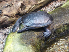 Roti Island Snake-Necked Turtle photo 5
