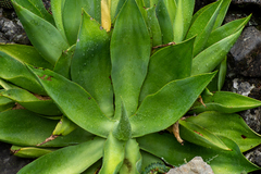 Agave mitis