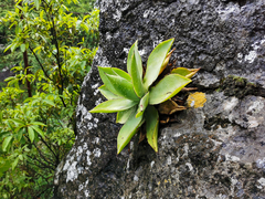 Agave mitis