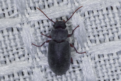 Chilometopon abnorme