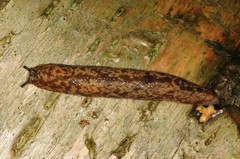 Philomycus flexuolaris