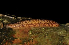 Philomycus flexuolaris