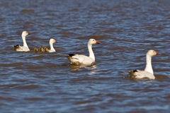 Anser caerulescens caerulescens