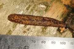 Philomycus flexuolaris