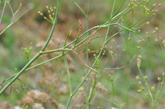 Perideridia gairdneri