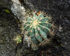 Ferocactus glaucescens