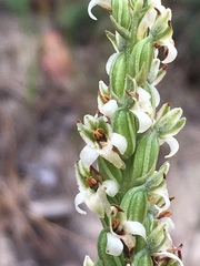 Platanthera yadonii