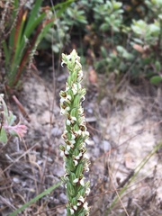 Platanthera yadonii