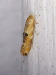 Bucculatrix coronatella