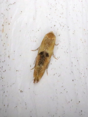 Bucculatrix coronatella