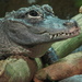 Alligator sinensis - Photo (c) Roger Smith,  זכויות יוצרים חלקיות (CC BY-NC-ND)