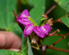 Bauhinia macranthera