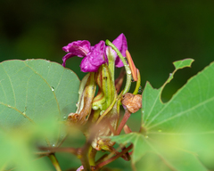Bauhinia macranthera