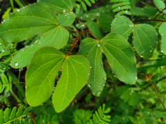 Bauhinia macranthera