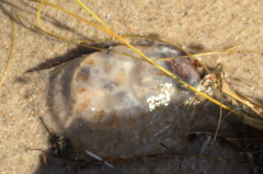 Chrysaora chesapeakei