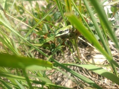 Hyla eximia