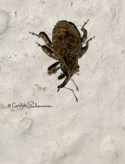 Conotrachelus seniculus