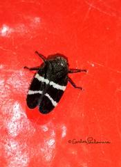 Aeneolamia albofasciata