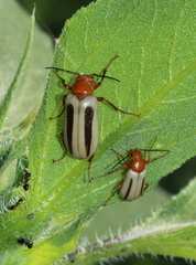 Zonitis bilineata