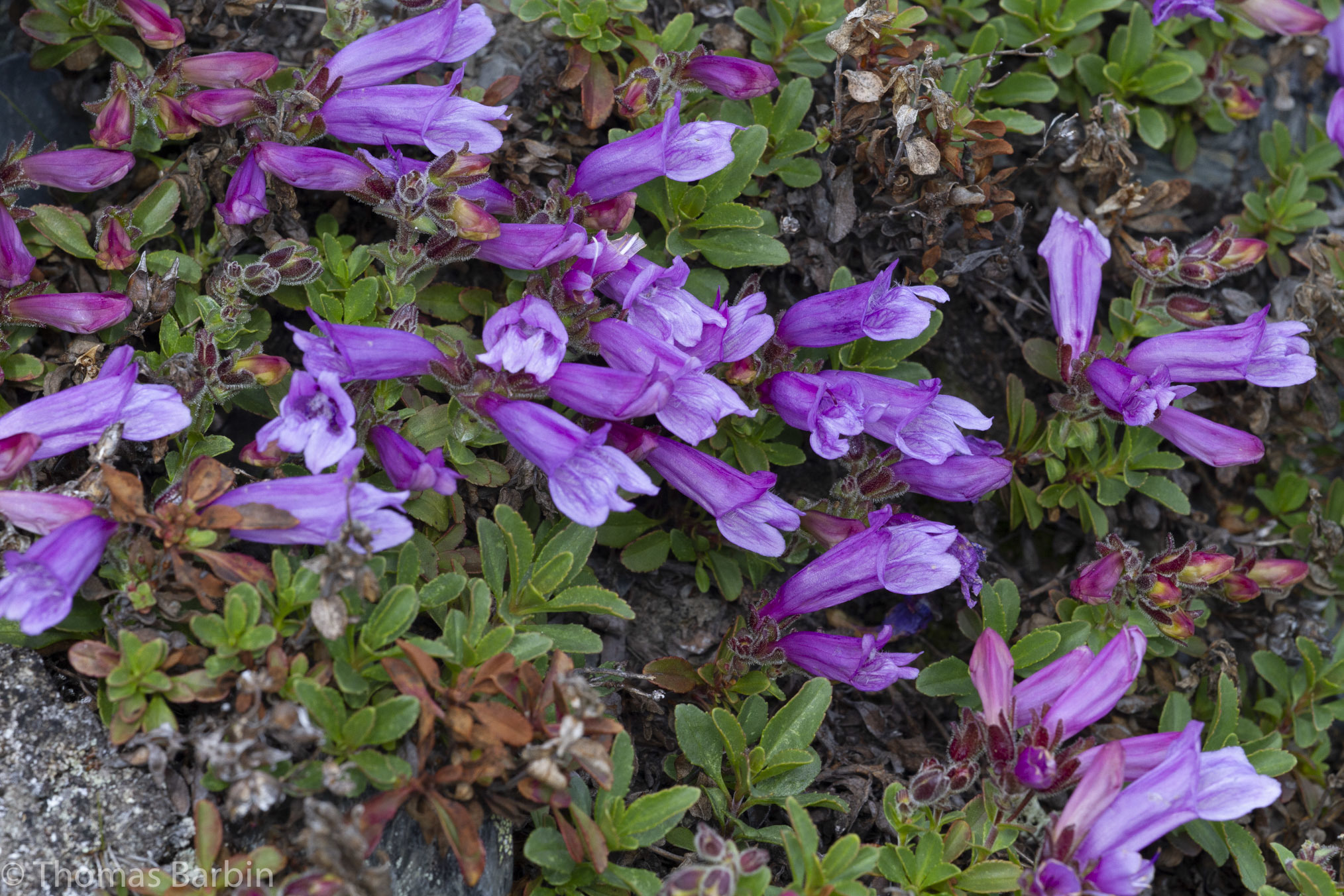 Penstemon ellipticus