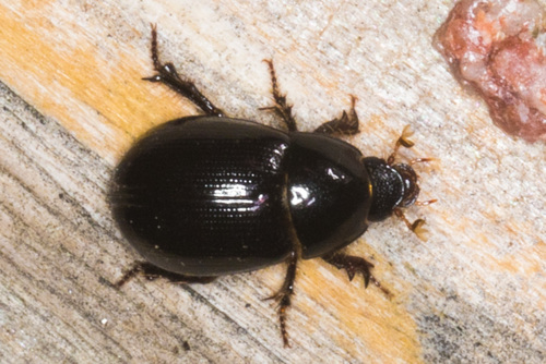 Illiger's Scavenger Scarab