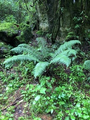 Dryopteris wallichiana